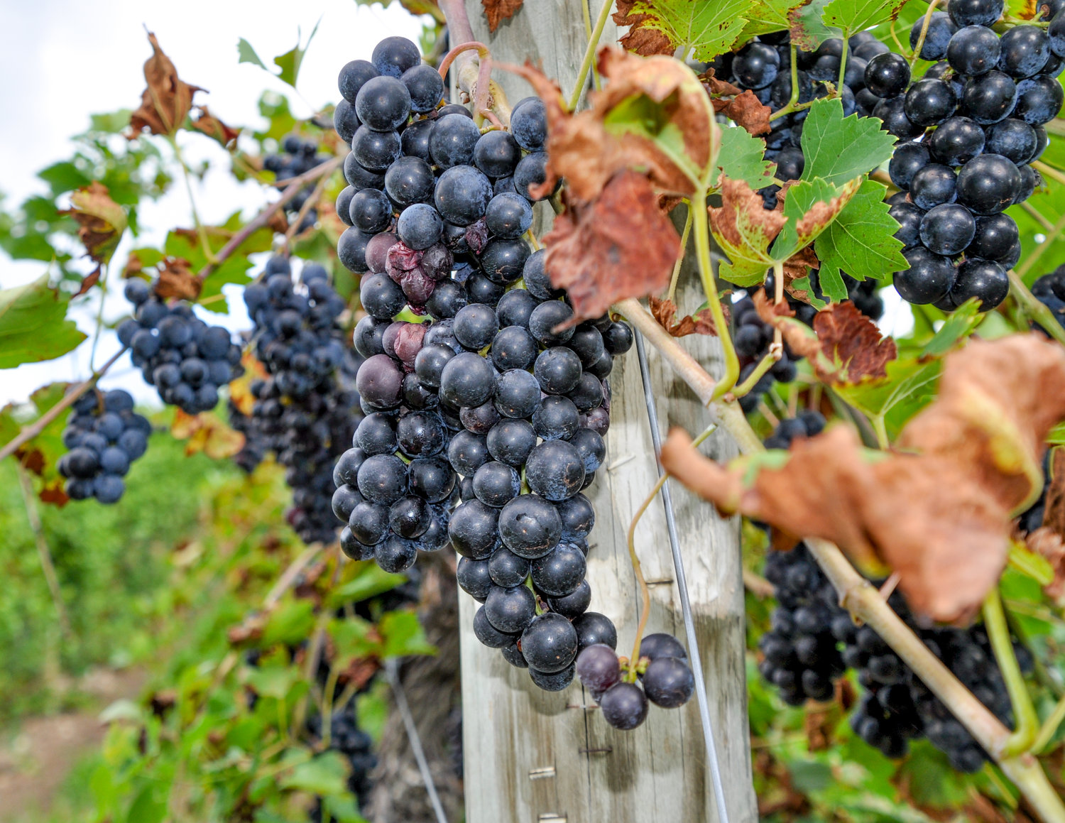 In my youth, old man Wagner cultivated Concord grapes for Welch’s, but these days, it’s Wagner Vineyards Estate Winery, one of the oldest and most recognized in the Finger Lakes region, family owned and operated for five generations.